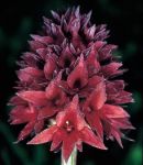 Read more: Nigritella nigra, subsp. rhellicani