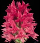 Read more: Nigritella rubra, subsp. rubra