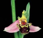 Read more: Ophrys apifera