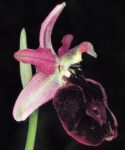 Read more: Ophrys bertolonii, subsp benacensis