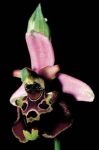 Read more: Ophrys holosericea subsp. holosericea