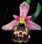 Read more: Ophrys holosericea, subsp. tetraloniae