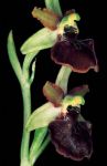 Read more: Ophrys sphegodes, subsp sphegodes