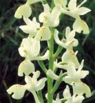 Read more: Orchis provincialis