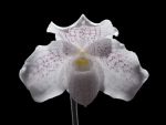 Read more: Paphiopedilum niveum