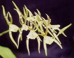 Read more: Brassia maculata