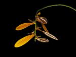Read more: Bulbophyllum khaoyaiense