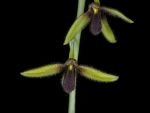 Leggi tutto: Bulbophyllum anguste-ellipticum