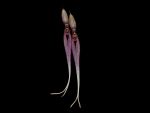 Read more: Bulbophyllum biflorum