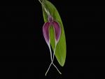 Read more: Bulbophyllum cuspidilingua