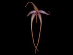 Leggi tutto: Bulbophyllum echinolabium