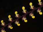 Leggi tutto: Bulbophyllum falcatum
