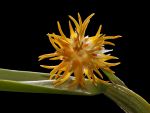 Read more: Bulbophyllum odoratissimum