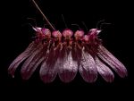 Read more: Bulbophyllum longiflorum