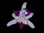 Read more: Cattleya intermedia var. aquinii  