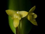 Read more: Bulbophyllum perpendiculare