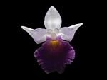 Read more: Cochleanthes amazonica
