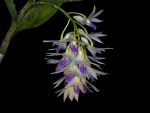 Read more: Dendrobium amethystoglossum