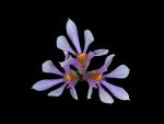 Read more: Dendrobium bracteosum var. roseum