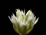 Read more: Dendrobium capitulifloruum