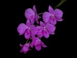 Read more: Dendrobium bigibbum var. compactum