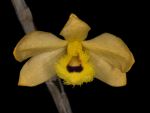 Read more: Dendrobium fimbriatum var oculatum