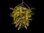 Read more: Dendrobium epidendropsis