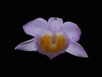 Leggi tutto: Dendrobium loddigesii