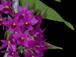 Read more: Dendrobium goldschmidtianum
