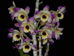 Read more: Dendrobium nobile var formosanum