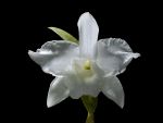 Read more: Dendrobium nobile var alboluteum