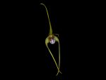 Leggi tutto: Dendrobium tetragonum, var. giganteum
