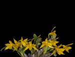 Read more: Dendrobium trigonopus