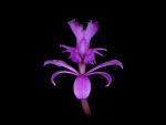 Read more: Epidendrum elongatum
