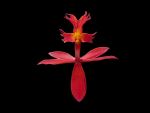 Leggi tutto: Epidendrum ibaguense forma rossa