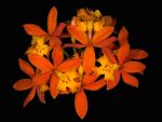 Read more: Epidendrum radicans