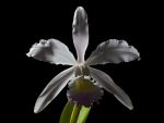 Read more: Guarianthe skinneri forma albescens