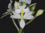 Read more: Epidendrum bracteolatum