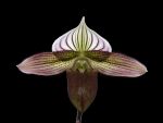 Read more: Paphiopedilum purpuratum