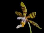 Leggi tutto: Phalaenopsis luddemanniana