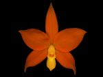 Leggi tutto: Prosthechea vitellina