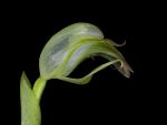 Read more: Pterostylis nutans