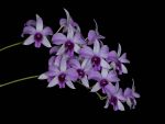 Read more: Dendrobium Luisae