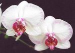 Leggi tutto: Phalaenopsis Powder Puff