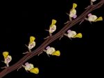 Read more: Bulbophyllum bufo