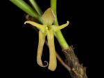 Read more: Cryptocentrum latifolium