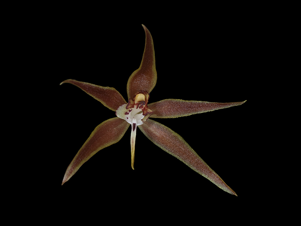 Macradenia brassavolae